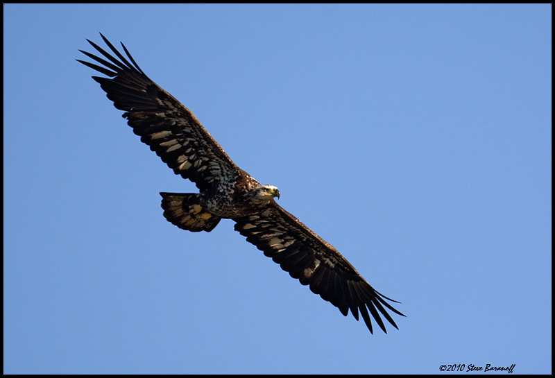 _0SB0688 immature american bald eagle.jpg